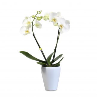 Orchidee Bloemenhuis Bouman
